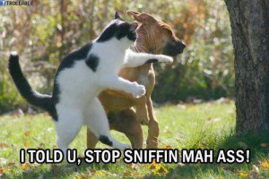 ... Pictures // Tags: Funny dog and cat fighting picture // June, 2013