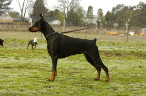 Red Dobermans Available