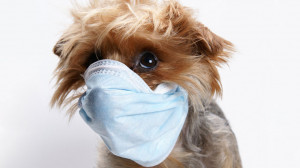 Is Your Pet Making You Sick?