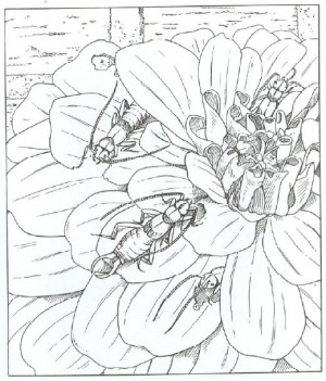 Animals Coloring Pages Earwig