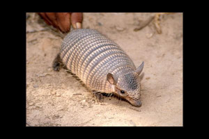 Armadillos can