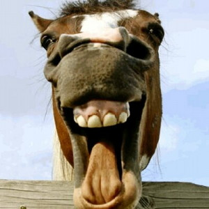 funny quotes funny quotes tweets 533 following 1671 followers 7272 ...