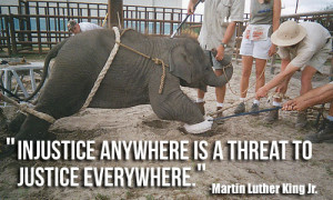 Ringling Elephant and Martin Luther King Jr. Quote