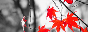 Black and White Autumn Facebook Cover with Red Leaves