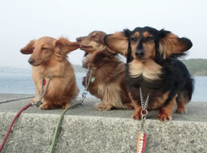 funny-pictures-windy-weather-dogs