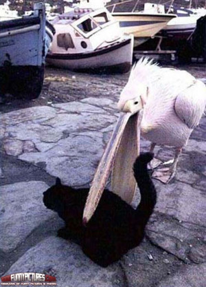 Black Cat Owned – Funny Cats