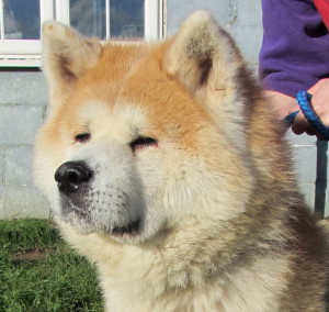 Chow Chow Rescue Puppies for Adoption