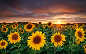 nature-photography-fields-sunflowers-yellow-flowers