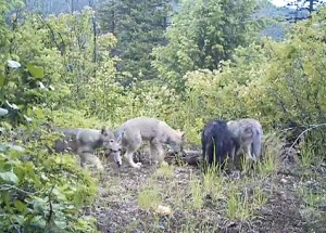 ... wolf pack, identified after its alpha male was tagged and a pup