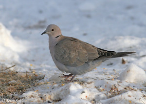 Eurasian Collared Doves are pretty much year-round residents in this ...