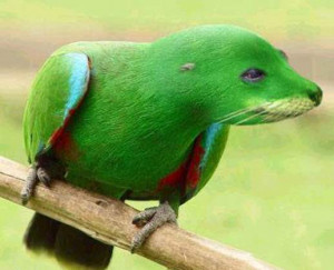 Parrot Body Funny Photoshopped