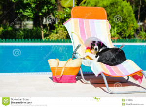 Cane divertente che riposa su uno sdraio e sugli occhiali da sole d ...