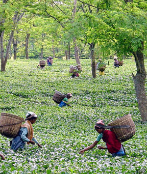 Assam Tea Plantation Workers