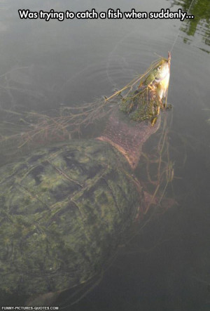 funny-turtle-eating-fish-fishing.jpg