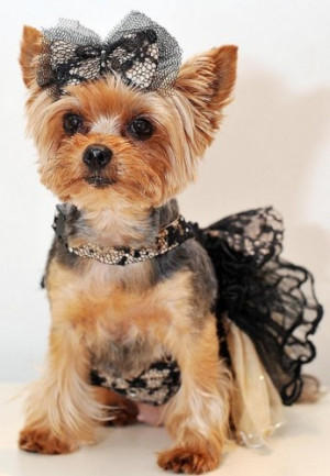Lovely puppy with nice dress | Show Your Dogs