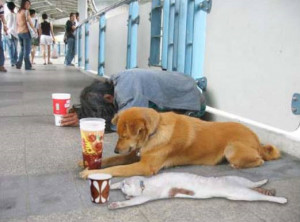 Animals :: Homeless Dog and Cat
