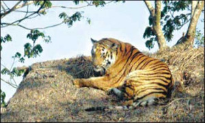 DHAKA: Villagers armed with sticks and boat oars beat a Bengal tiger ...