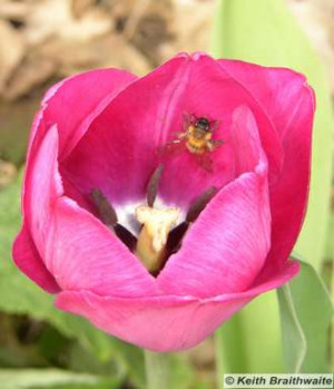 Bee-Climbing-Out-Of-Purple-Tulip.jpg