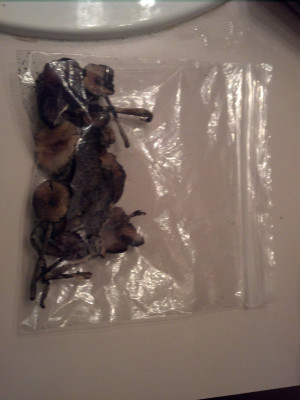 How many grams of shrooms does this look like?