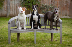 staffordshire bull terrier cane corso and american pit bull terrier