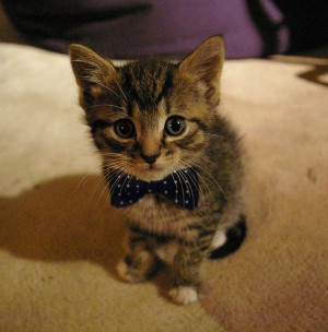 Funny Cat In Bow Tie Kitten-bowtie