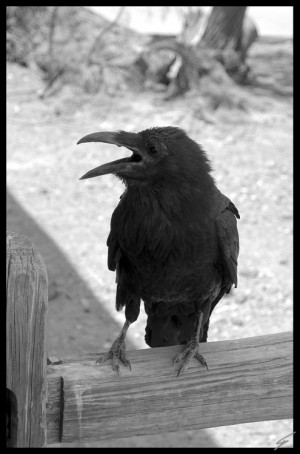Raven....Edgar Allen Poe 