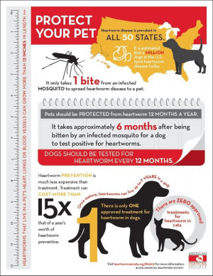 Heartworm prevention is much less expensive than treatment. In fact ...