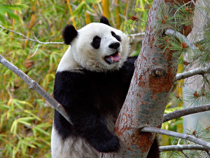 Animals Bears Forest Pandas