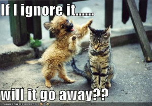 Pictures Gallery of Funny talking dog videos