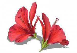 How Draw Pink Hibiscus Flowers