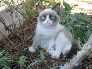 outdoors grumpy cat the daily grump tardar sauce grumpycat
