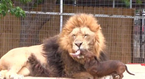 ... Buddies in the Animal Kingdom – Like a Lion & A Wiener Dog [VIDEO