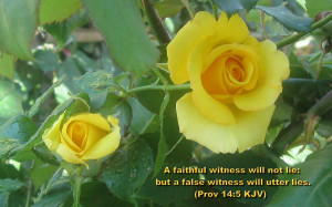 truthful witness does not deceive, but a false witness pours out ...