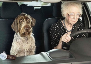 Funny Little Old Lady Driver Scared Dog Joke