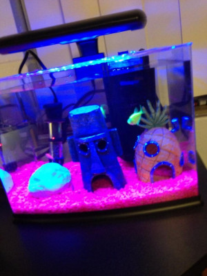 great idea for a fish tank!