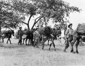 ... on mules, Bhopal, India. ND 3123 http://www.androidinfosys.com