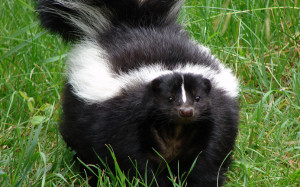 15 skunks. A couple in Florida lives with fifteen pet skunks. It all ...