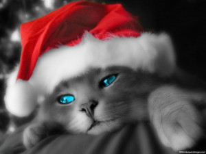 Cute Cat With Red Hat, Pictures, Photos, HD Wallpapers