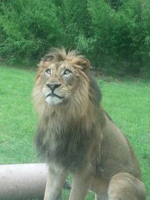 John the lion from the @Cincinnati Zoo