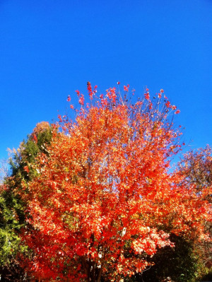 Fall in the Great Smoky Mountains is fabulous! You should be ...