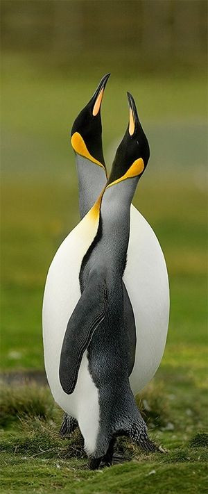Pin it Like Image