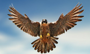 Birds, Falcon, Animal