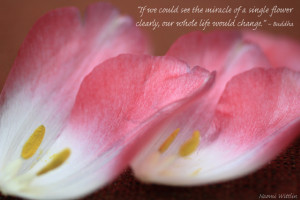 tulip petals Buddha quote