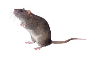 Atlanta Mice and Rat Exterminator Service 770-872-0535