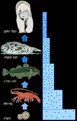 Polar Bear Food Chain