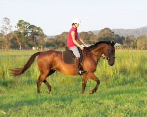 Quarter Horse X Arab Pallomino mare + Perchron X - Grafton, NSW