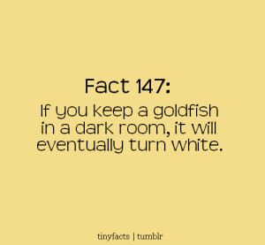 If You Keep A Goldfish