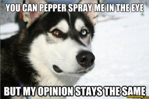 opinion husky pepper spray cop funny pictures add funny