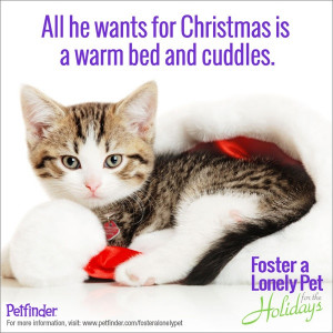 Foster A Lonely Pet For The Holidays program http://www.petfinder.com ...