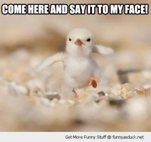 say to my face angry baby chick animal bird funny pics pictures pic ...